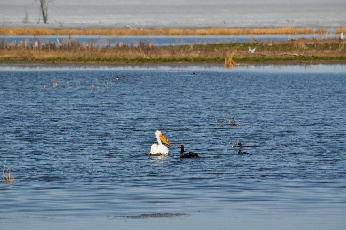 Double-crested Cormorant - ML629842096