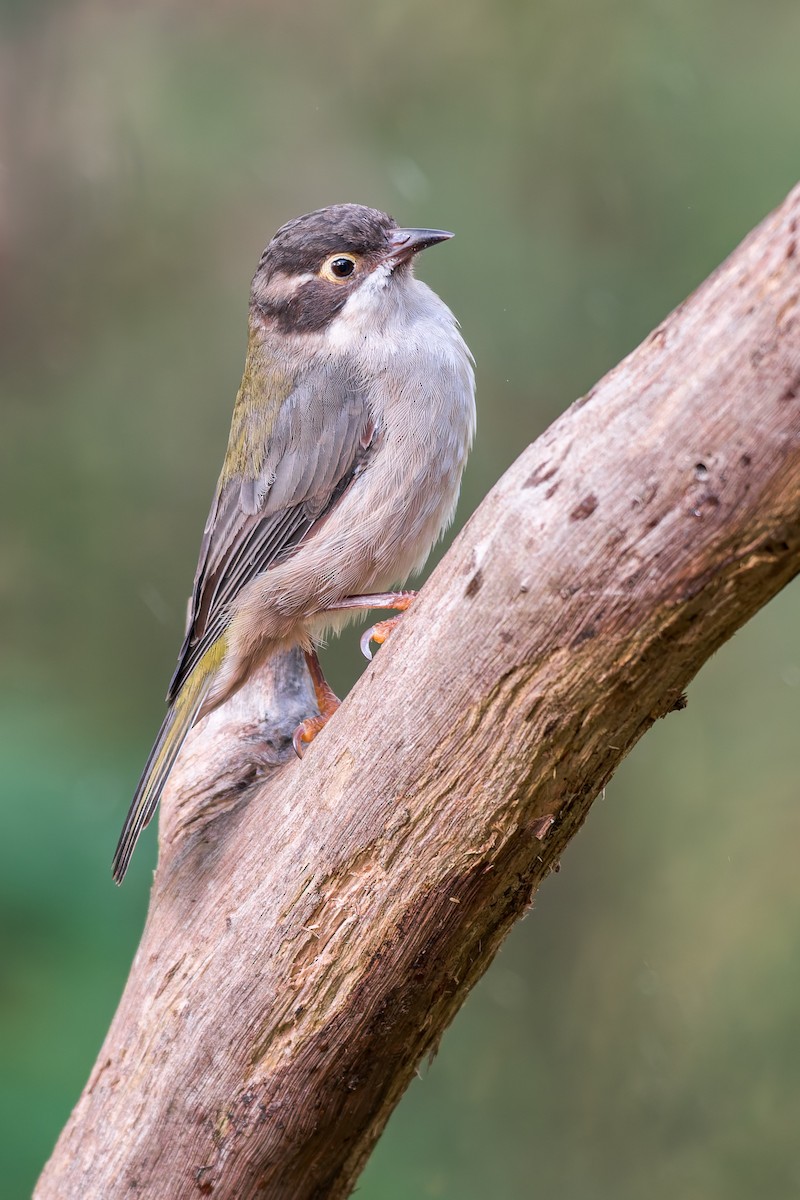 Brown-headed Honeyeater - ML629842131