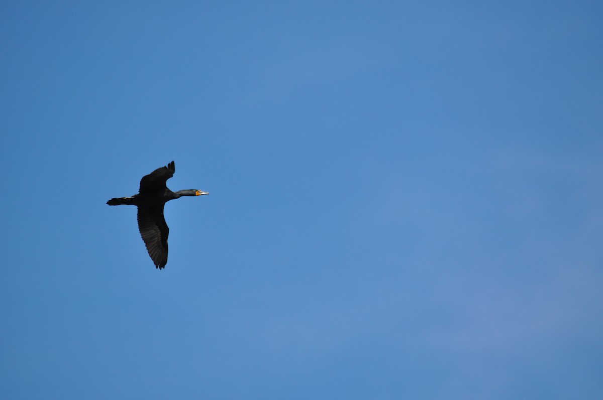 Double-crested Cormorant - ML629842144
