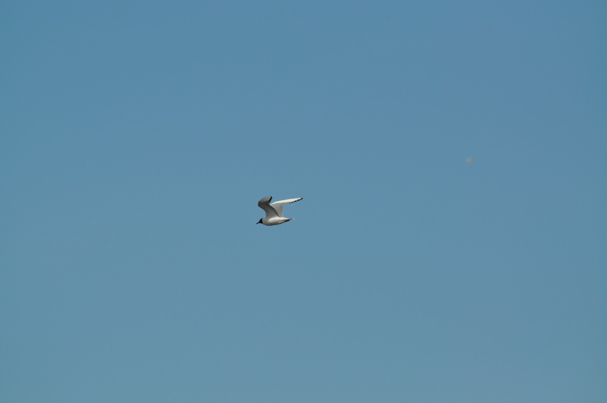 Bonaparte's Gull - ML629842168
