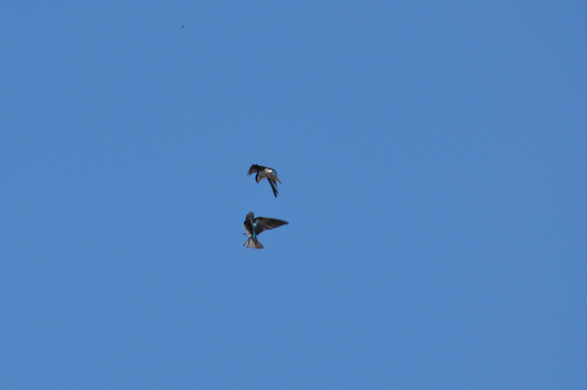 Tree Swallow - ML629842229