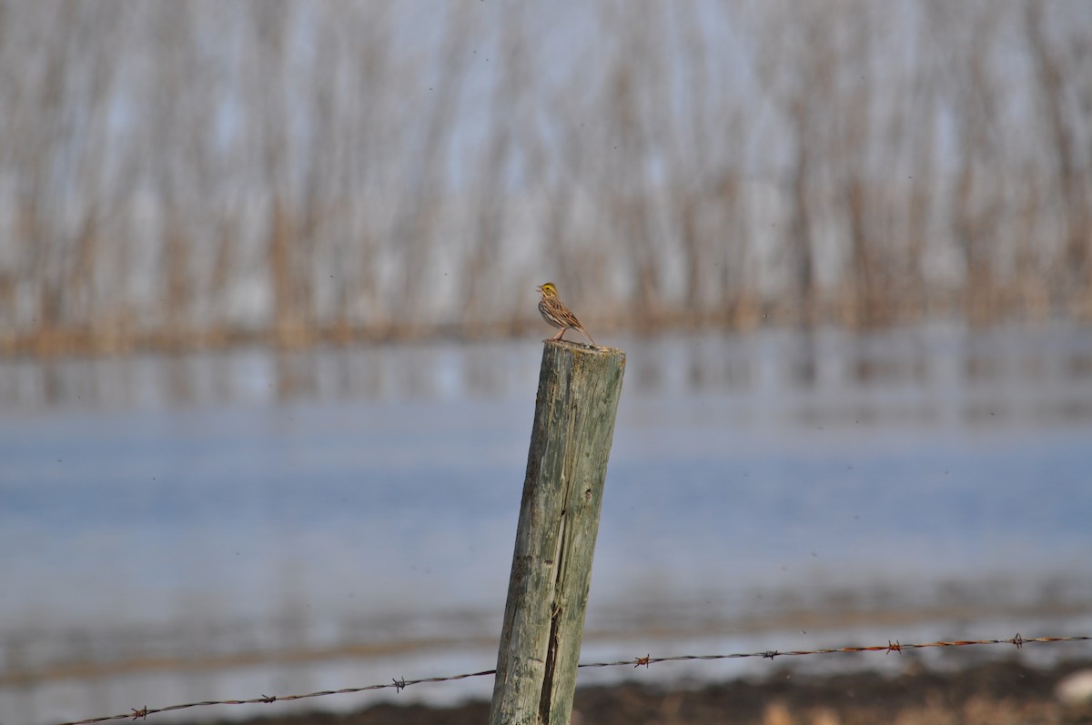 Savannah Sparrow - ML629842363