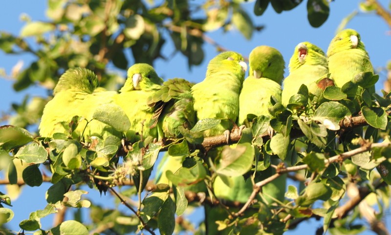 Mexican Parrotlet - ML629842503