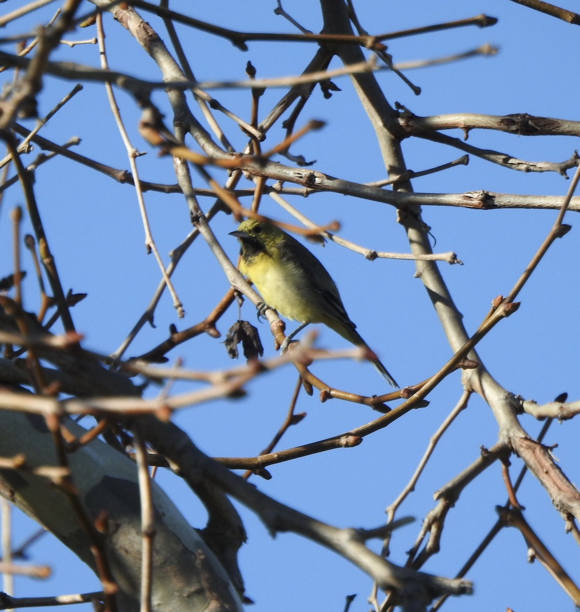 Orchard Oriole - ML629842634