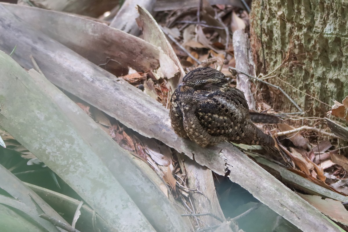 Chuck-will's-widow - ML629842750