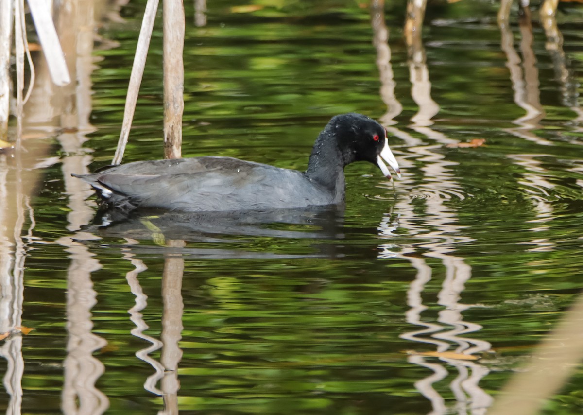 American Coot - ML629842777