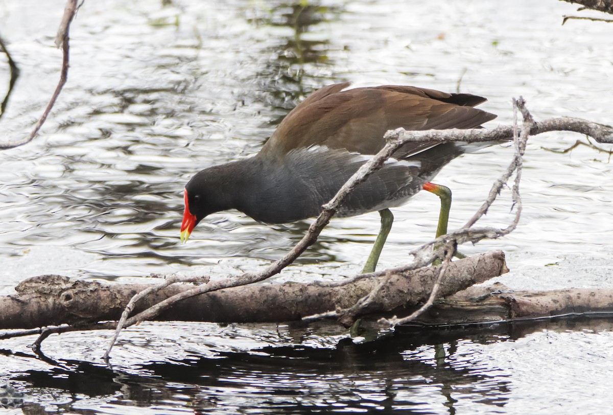 Common Gallinule - ML629842791