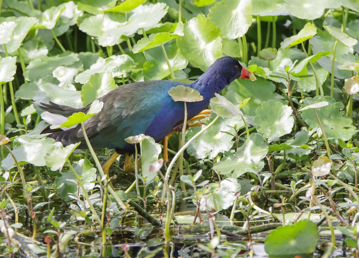 Pollo sultano della Martinica - ML629842816