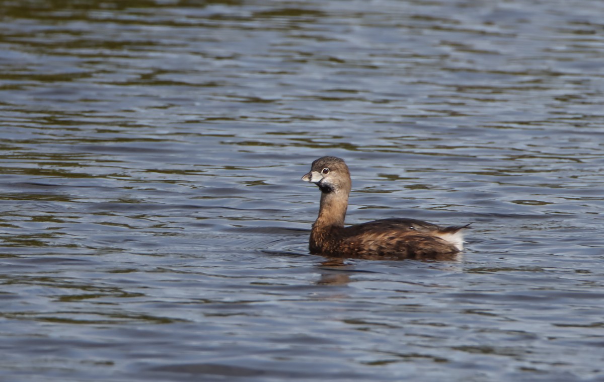 Pied-billed Grebe - ML629842830