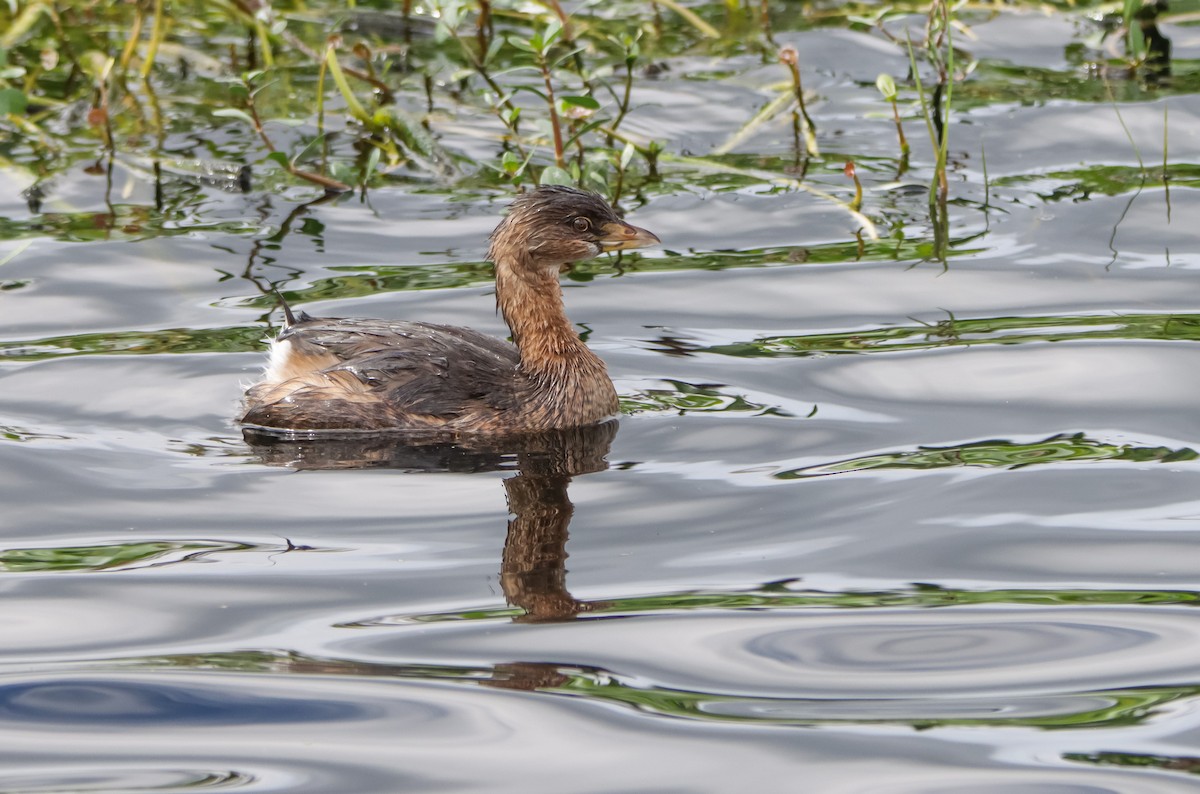 Pied-billed Grebe - ML629842831