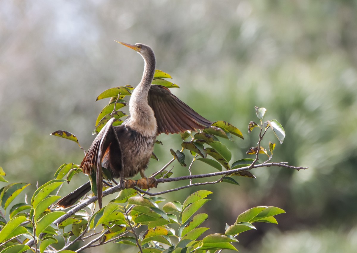 Anhinga - ML629842921