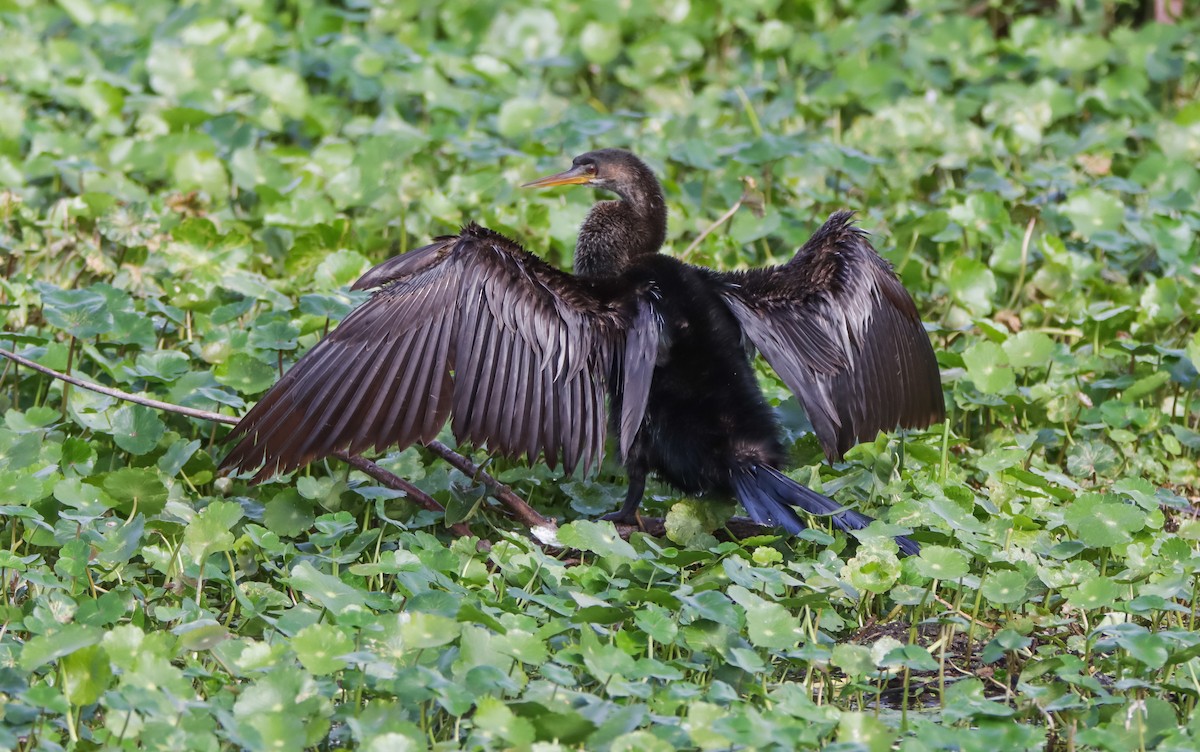 Anhinga - ML629842922