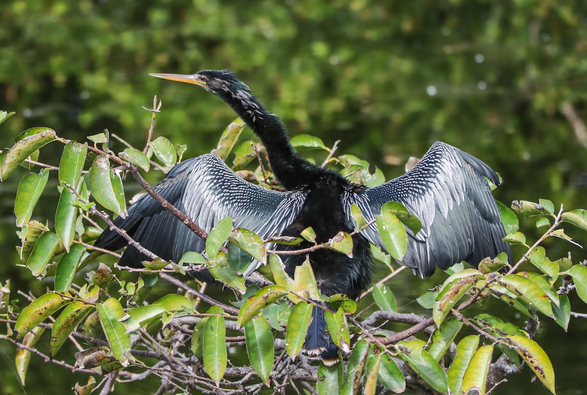 Anhinga - ML629842923