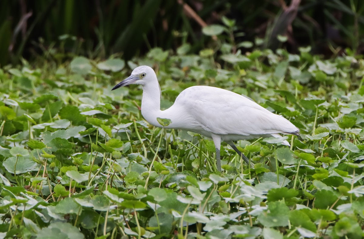 Little Blue Heron - ML629842989