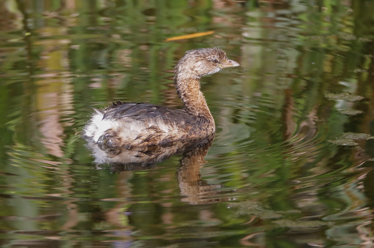 Pied-billed Grebe - ML629843056