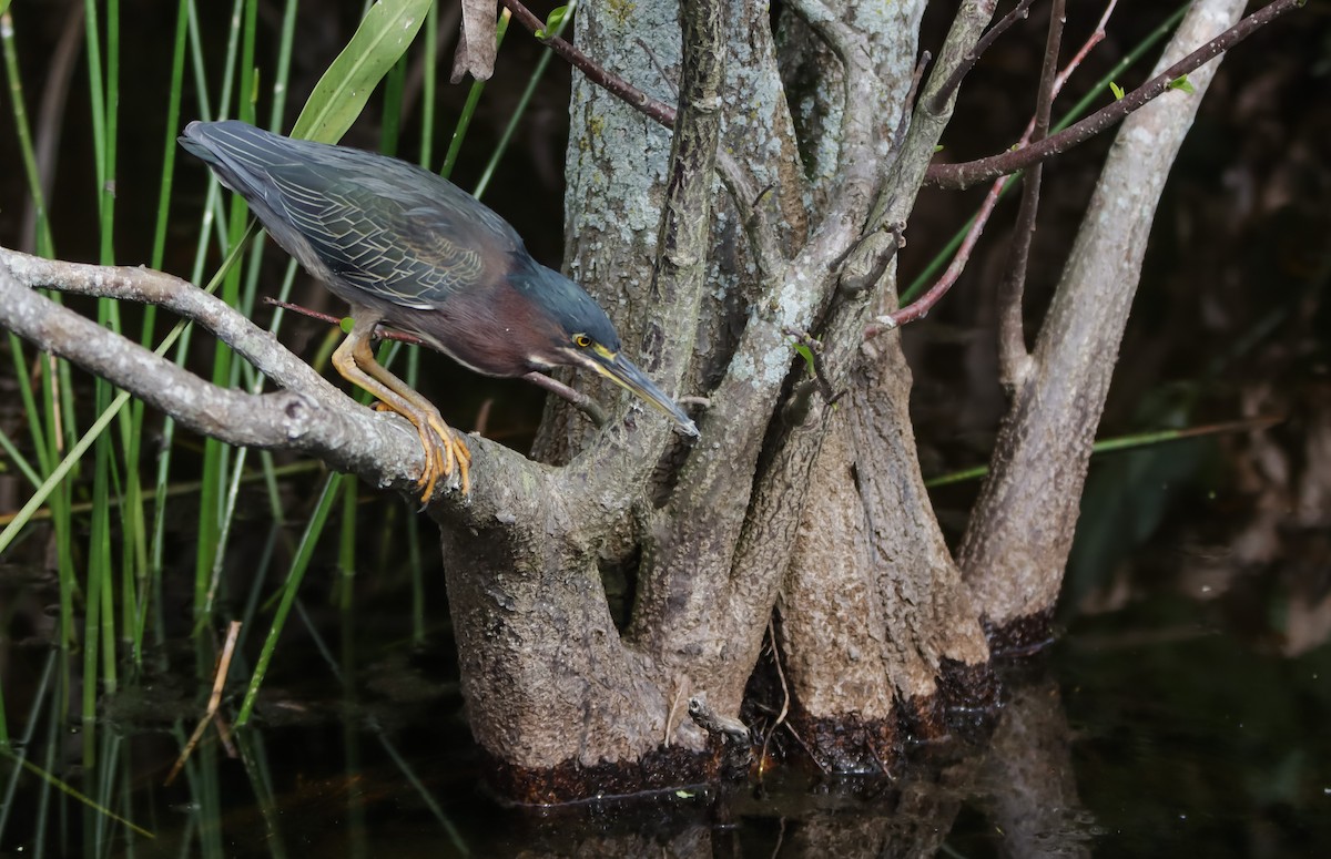 Airone verde - ML629843069