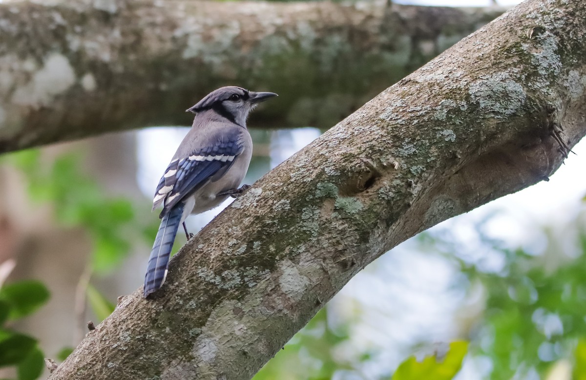 Blue Jay - ML629843104
