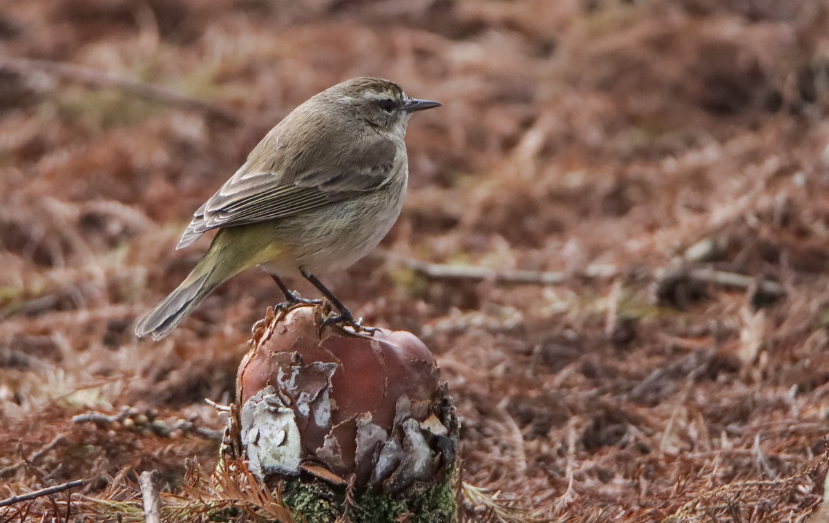 Palm Warbler - ML629843127