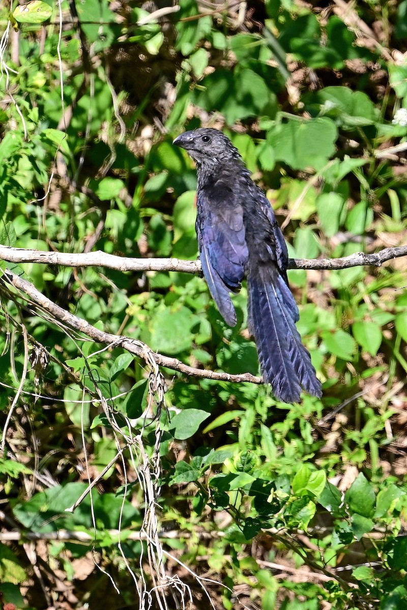 Smooth-billed Ani - ML629843298