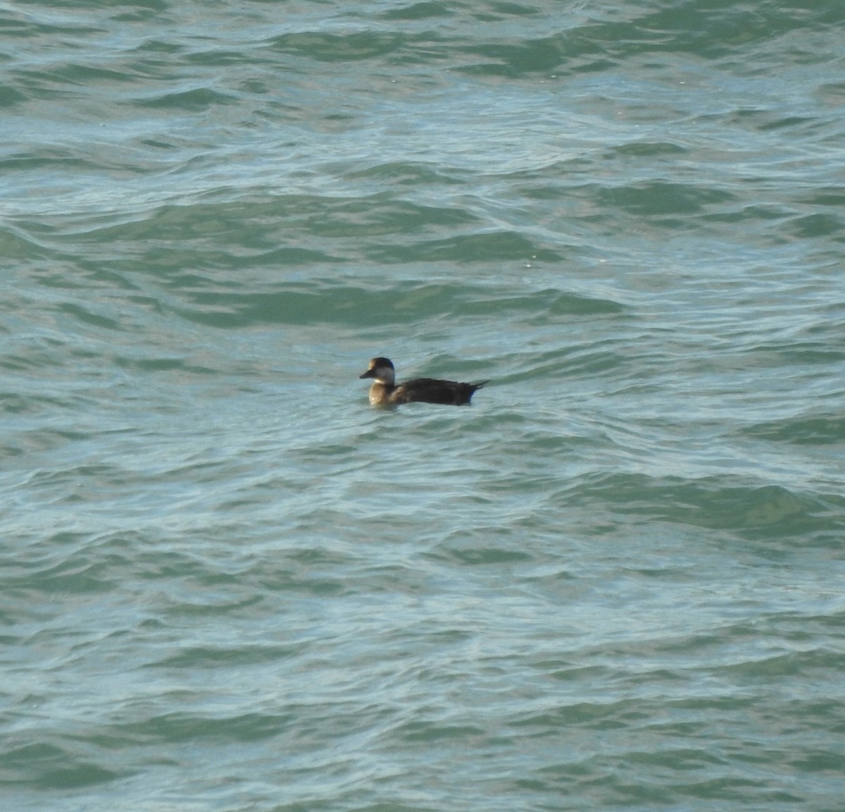 Black Scoter - ML629843341