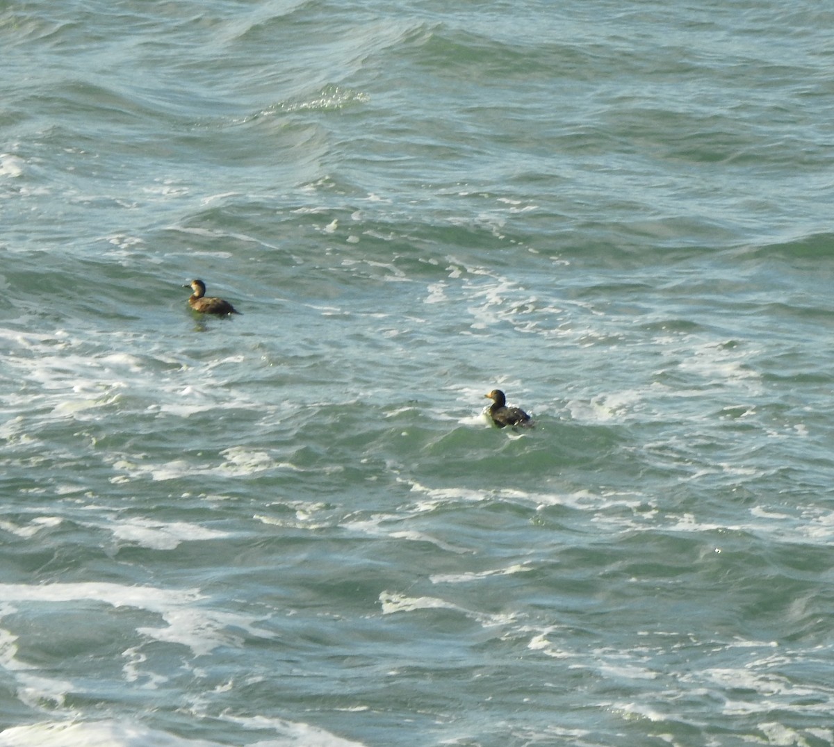 Black Scoter - ML629843342