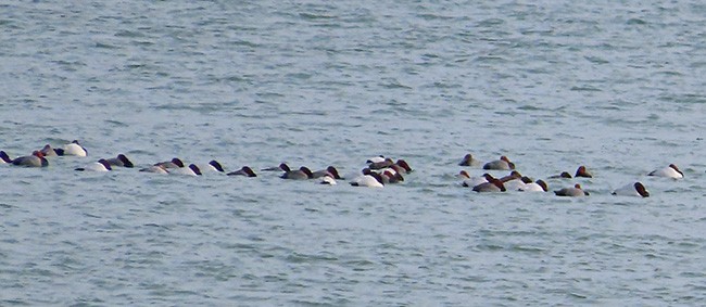 Canvasback - ML629843397