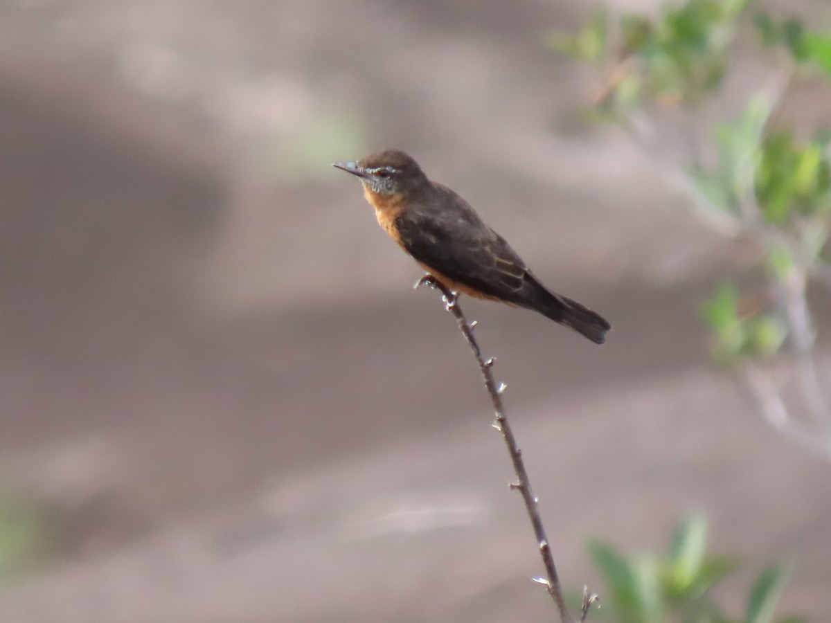 Cliff Flycatcher - ML629843585