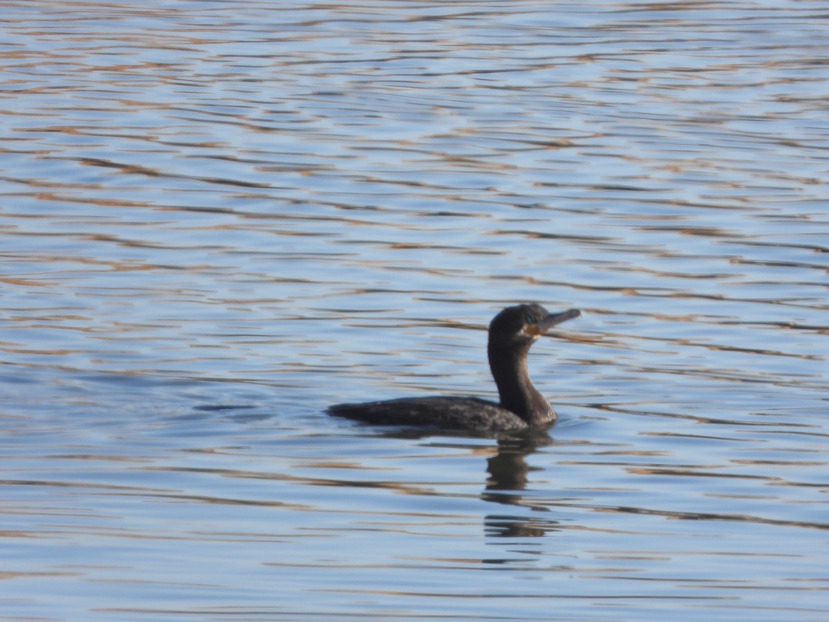 kormorán neotropický - ML629843592