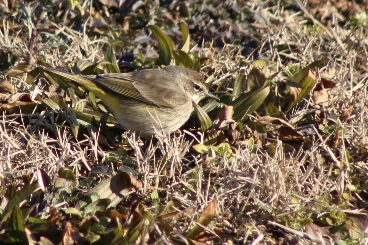 Palm Warbler - ML629843624