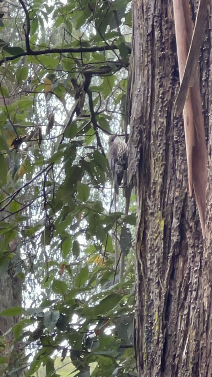 lezčík bělohrdlý - ML629843653