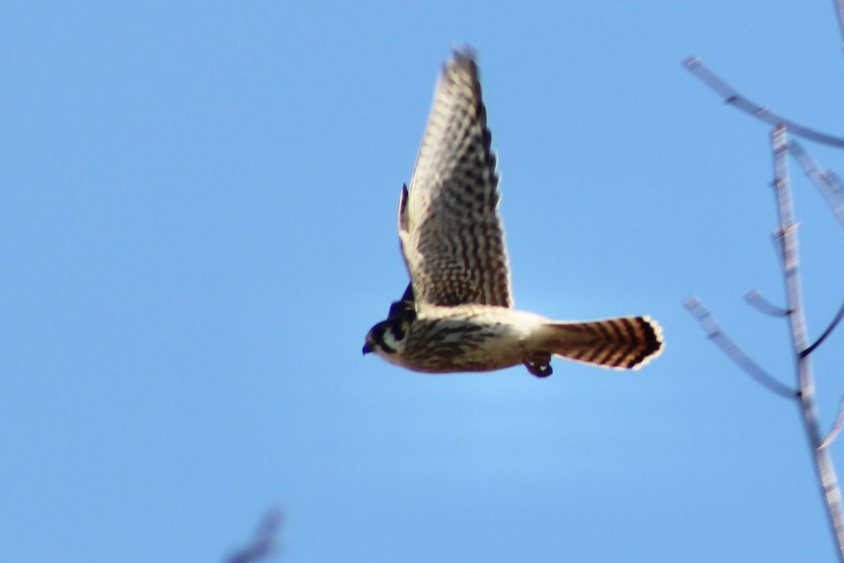 American Kestrel - ML629843659