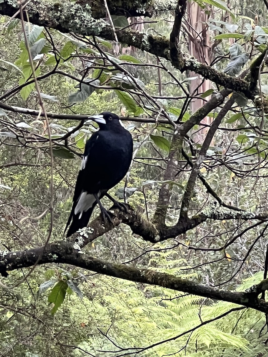 flétňák australský - ML629843684