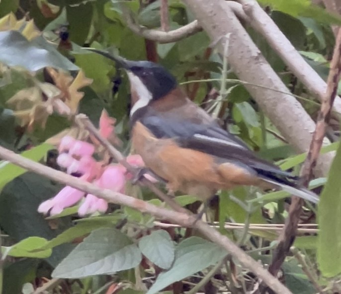 jehlozobka východní - ML629843727