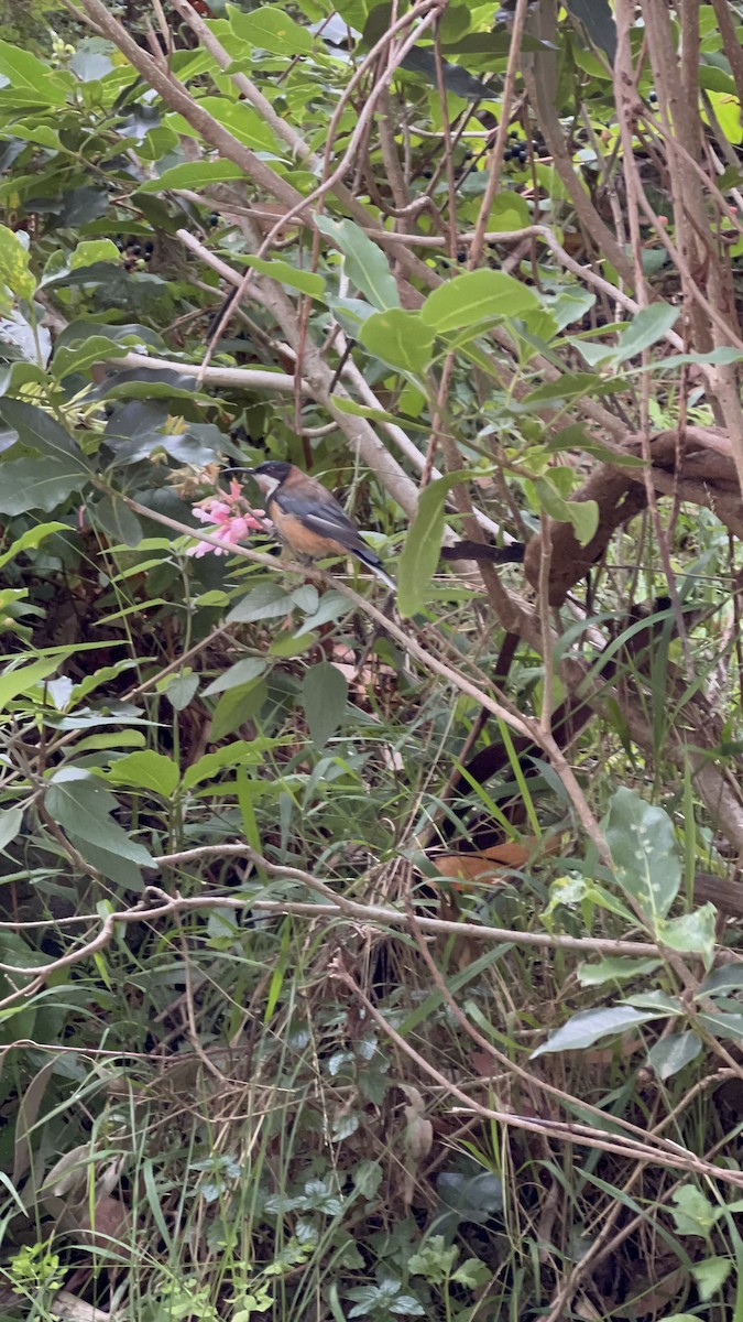 jehlozobka východní - ML629843728