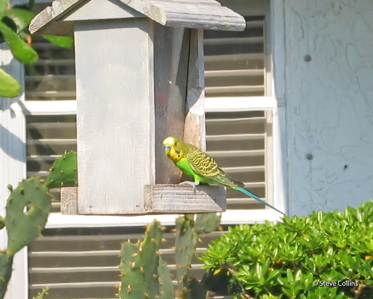 Budgerigar - ML629843740