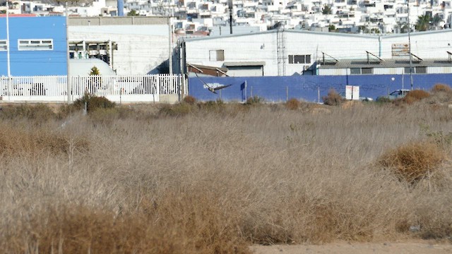 Northern Harrier - ML629843816