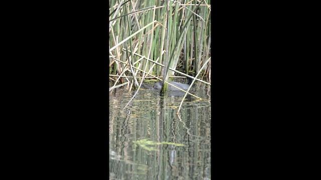 Red-gartered Coot - ML629843946