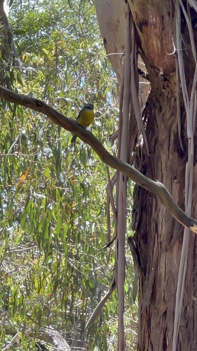 lejsčík žlutý - ML629843953