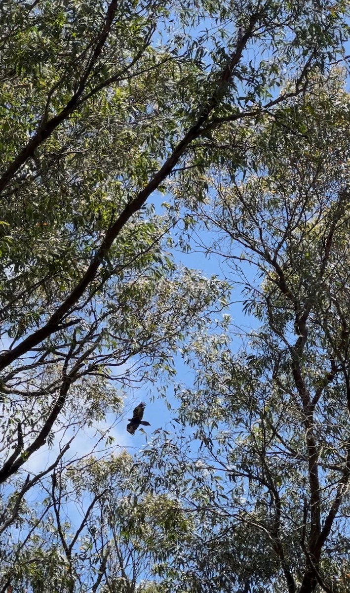 orel klínoocasý - ML629844013