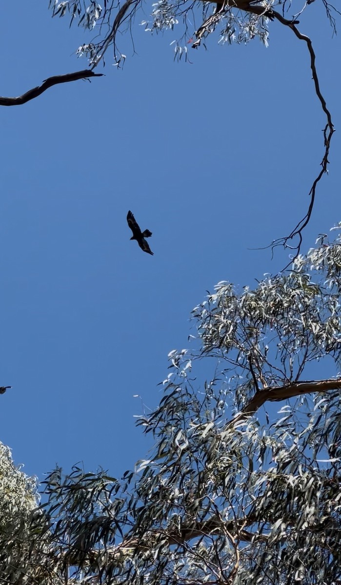 orel klínoocasý - ML629844014