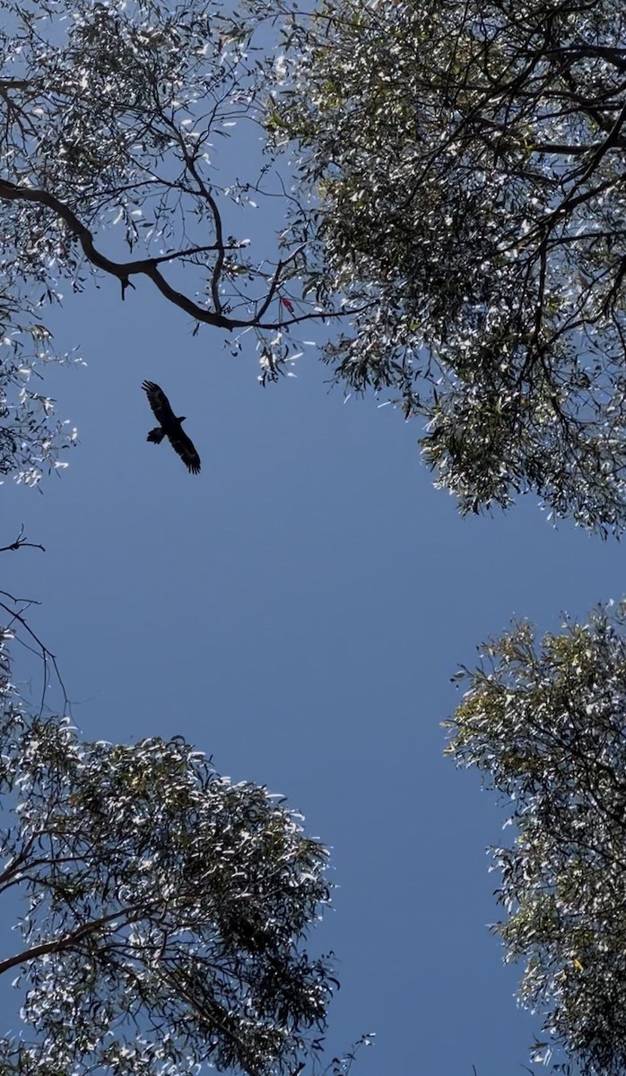 orel klínoocasý - ML629844015