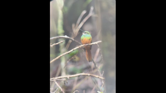 アカオキリハシ - ML629844074