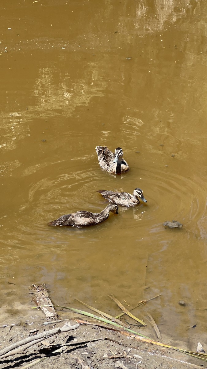 kachna pruhohlavá - ML629844104