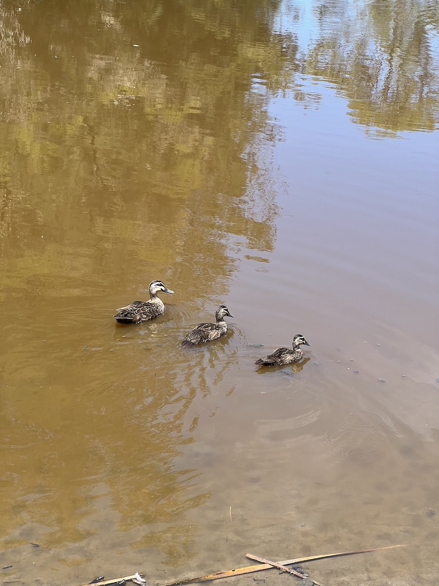 kachna pruhohlavá - ML629844105