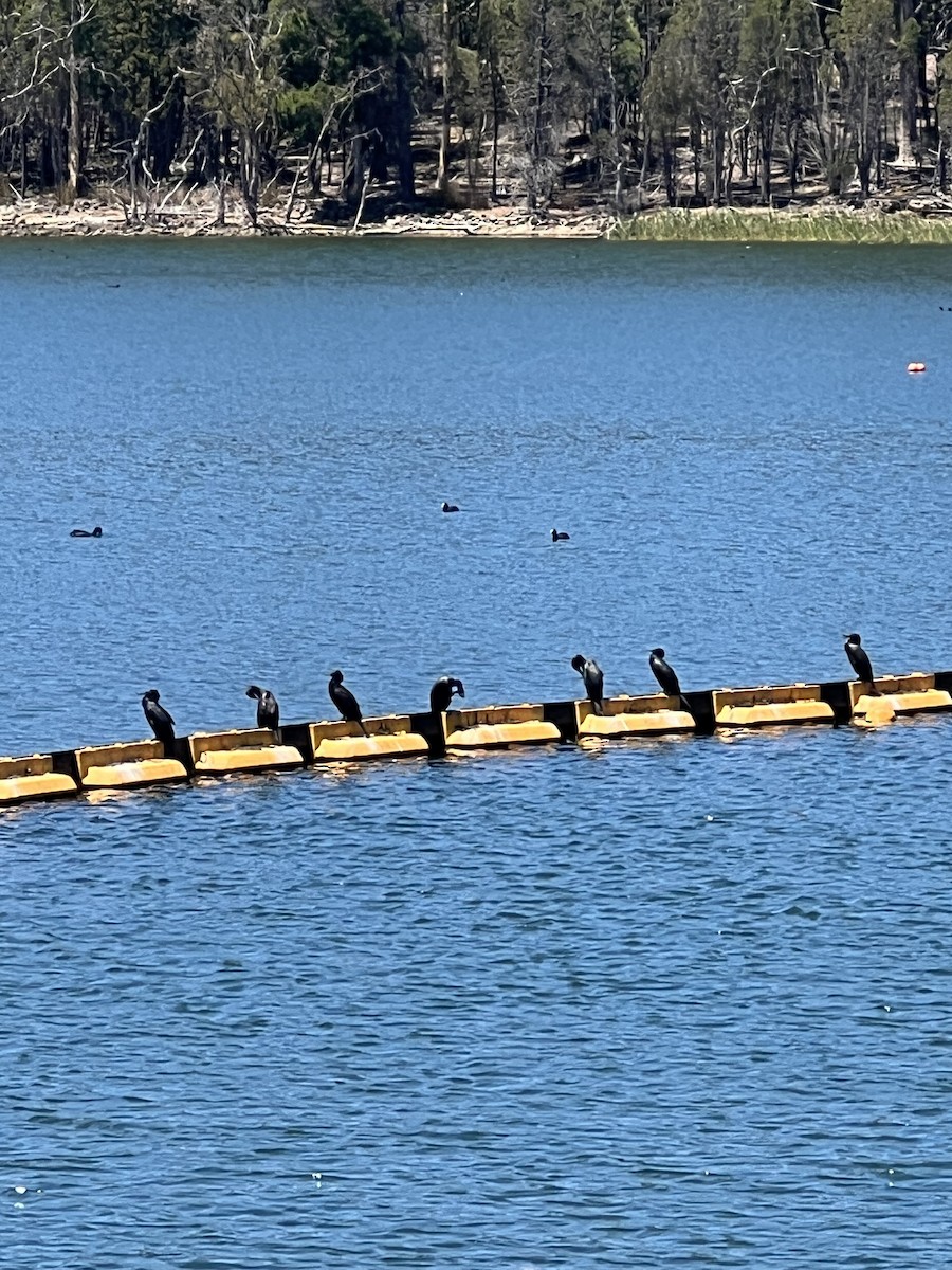 kormorán australský - ML629844124