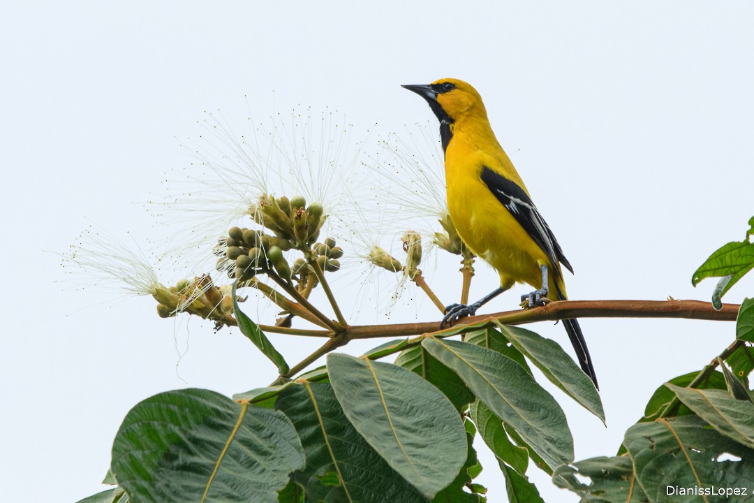 Yellow Oriole - ML629844178