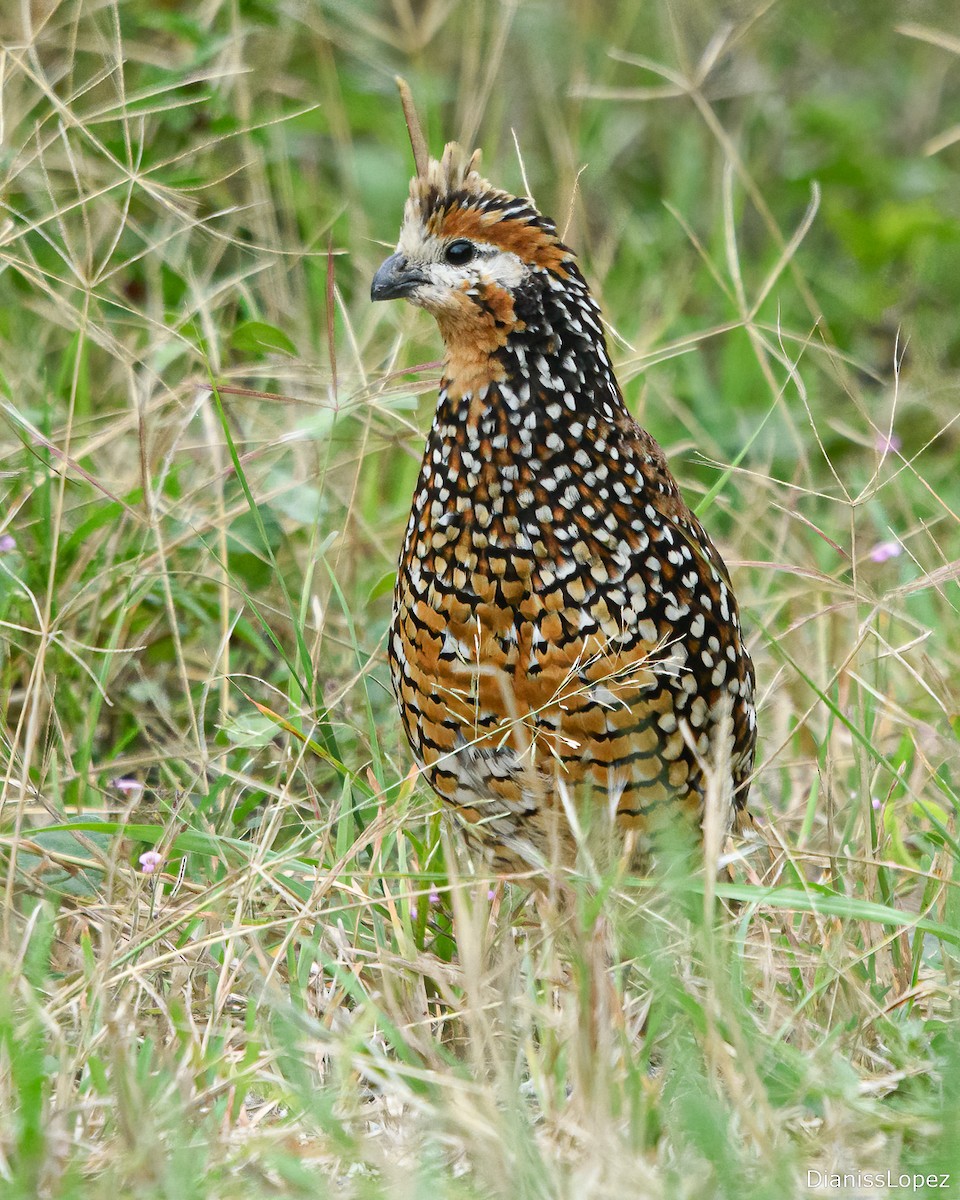 Crested Bobwhite - ML629844374