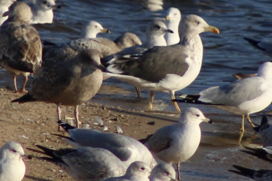 Lesser Black-backed Gull - ML629844520