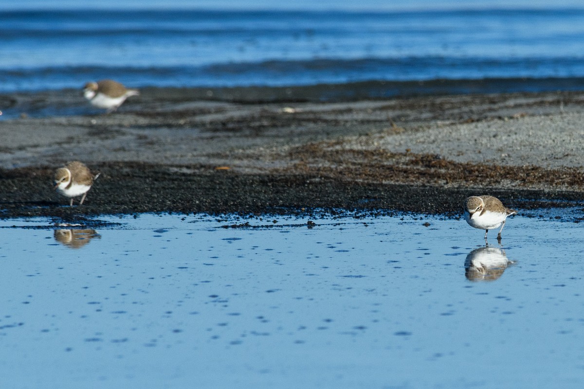 Snowy Plover - ML629845049