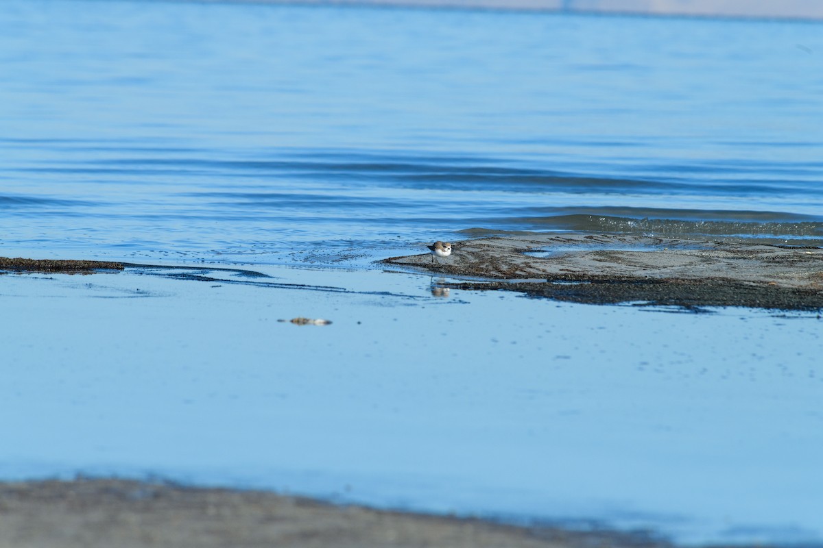 Snowy Plover - ML629845050